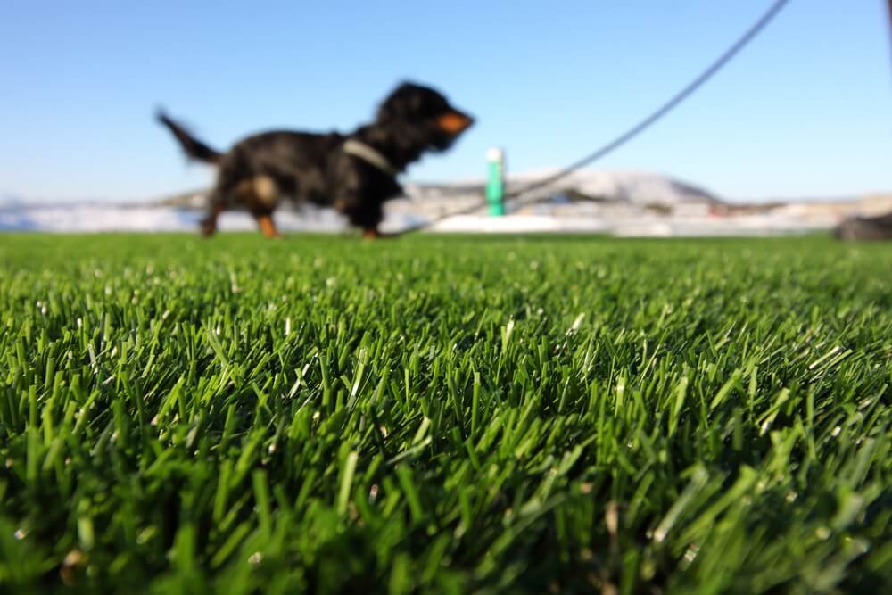 Artificial Grass On a Foreground and a Walking Black Dachshund Dog on a Blur Background